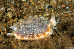 Euprotomus