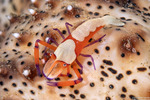 Zenopontonia