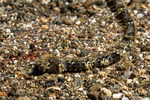 Syngnathiformes