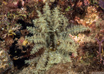 Anemones