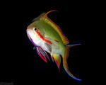 Serranidae