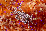 Crabs