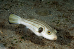 Tetraodontiformes