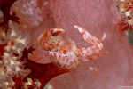 Galatheoidea