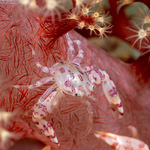 Galatheoidea