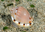 Casmaria