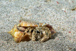 Dardanus