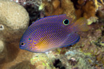 Pomacentrus