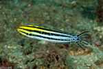 Blenniinae