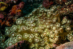 Stony Corals