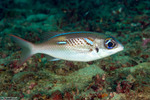 Eupercaria