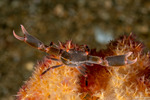 Trapeziidae