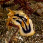 Chromodoridoidea