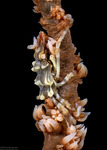 Xenocarcinus