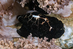 Caenogastropoda