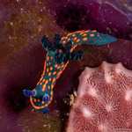 Polyceridae