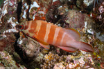 Perciformes