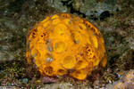 Tetillidae