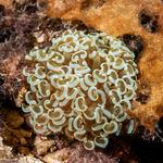 Stony Corals