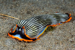 Arminidae