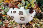 Discodorididae