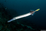 Aulostomus