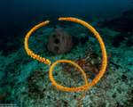 Corals