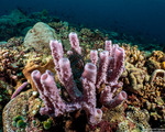 Porifera