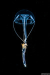 Hydrozoa