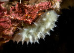Heteroscleromorpha