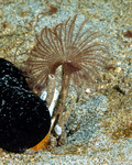 Tube Worms