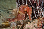 Syngnathiformes