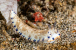 Arminidae