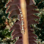 Pleurosicya
