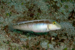 Cymolutes
