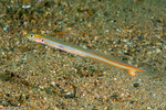 Gunnellichthys