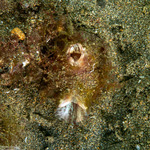 Styelidae