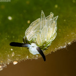Plakobranchoidea