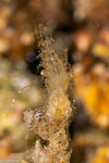 Phycocaris