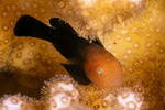 Actinopterygii