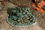 Corals