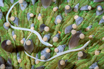 Syngnathiformes