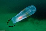 Salpinae