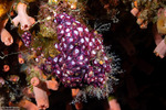 Styelidae