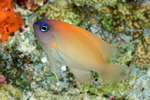 Chrysiptera