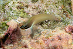 Blennies