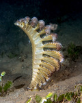 Octocorals