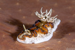 Chromodoridinae