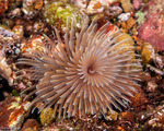 Sedentaria