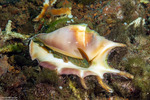 Lambis